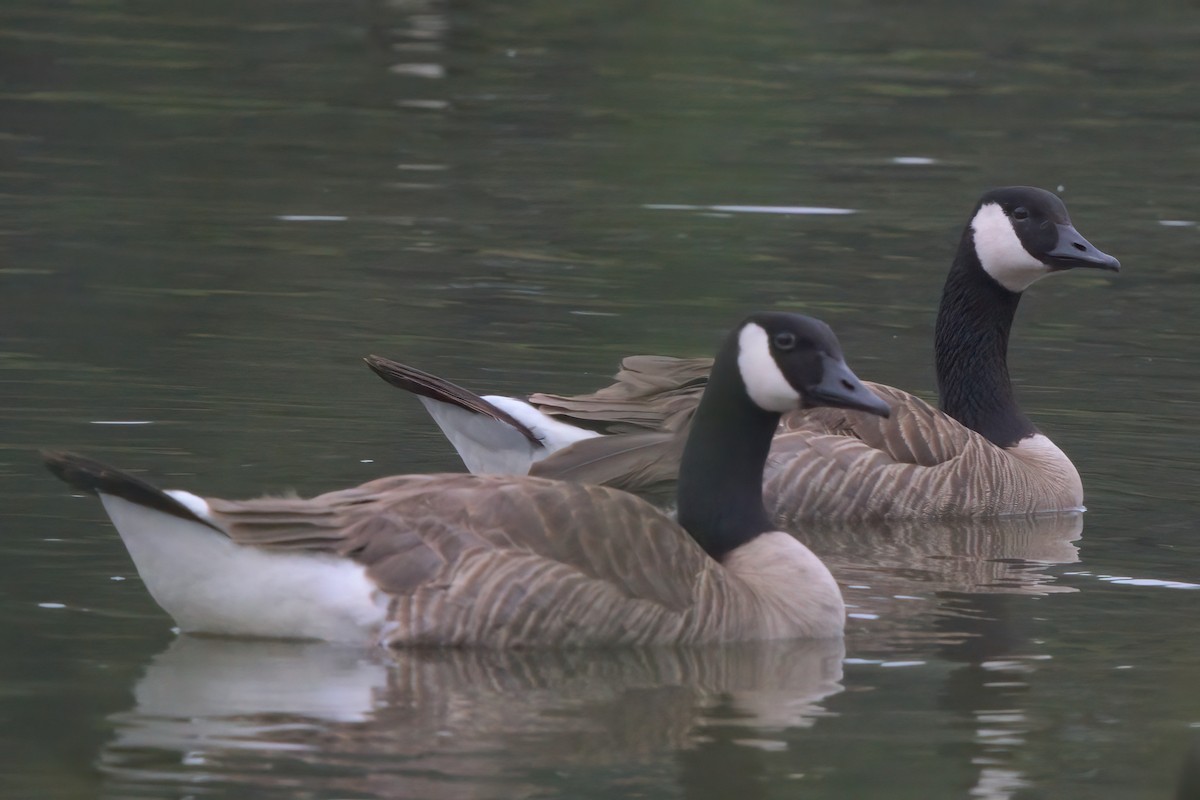Canada Goose - ML638300185