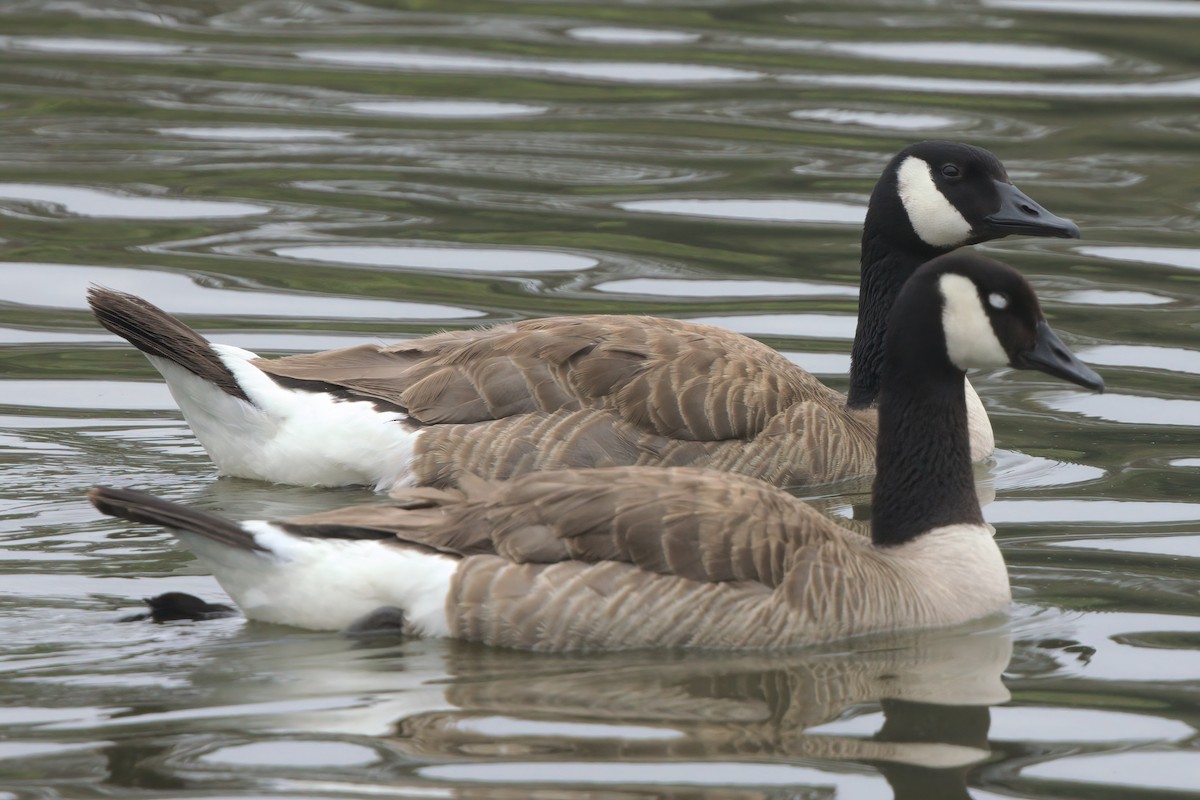Canada Goose - ML638300186