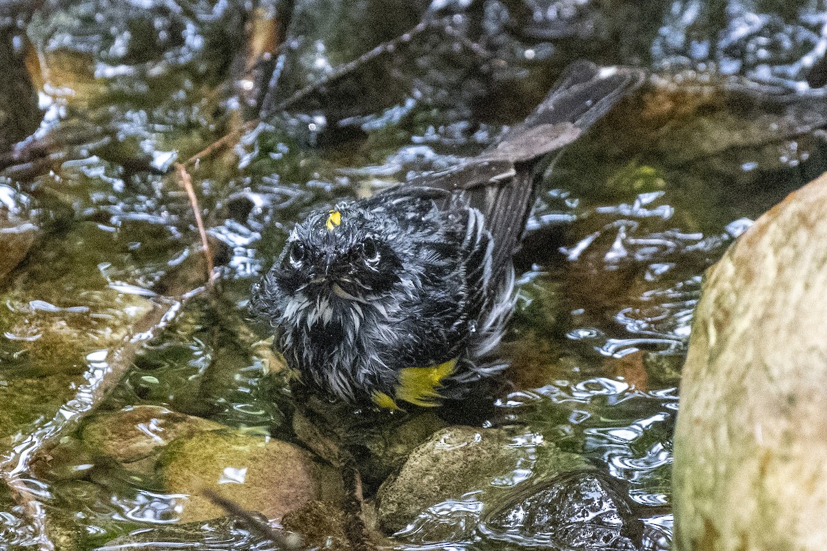 Yellow-rumped Warbler - ML638300193
