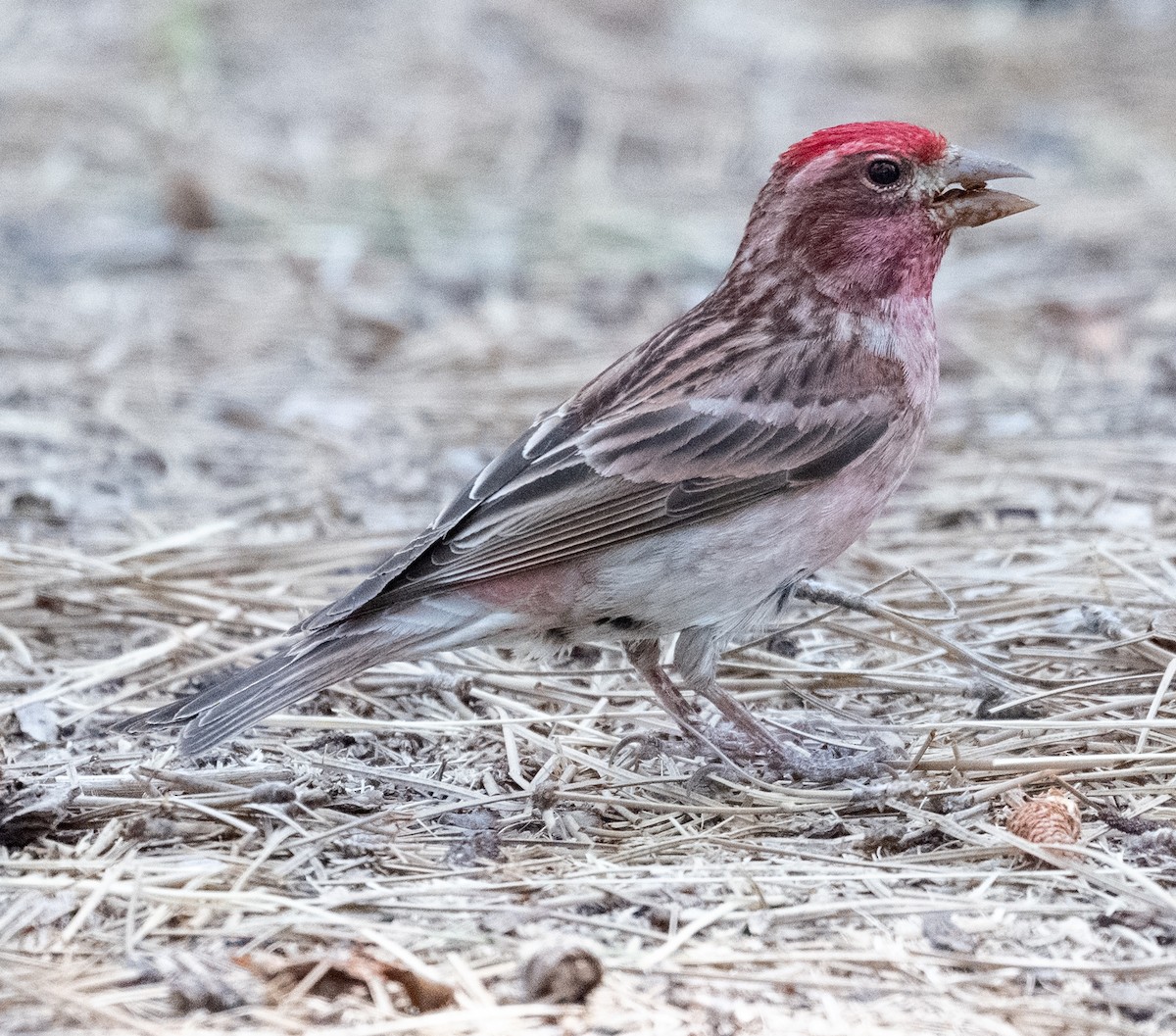 Cassin's Finch - ML638300224