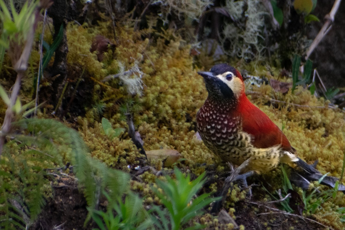 Crimson-mantled Woodpecker - ML638300225