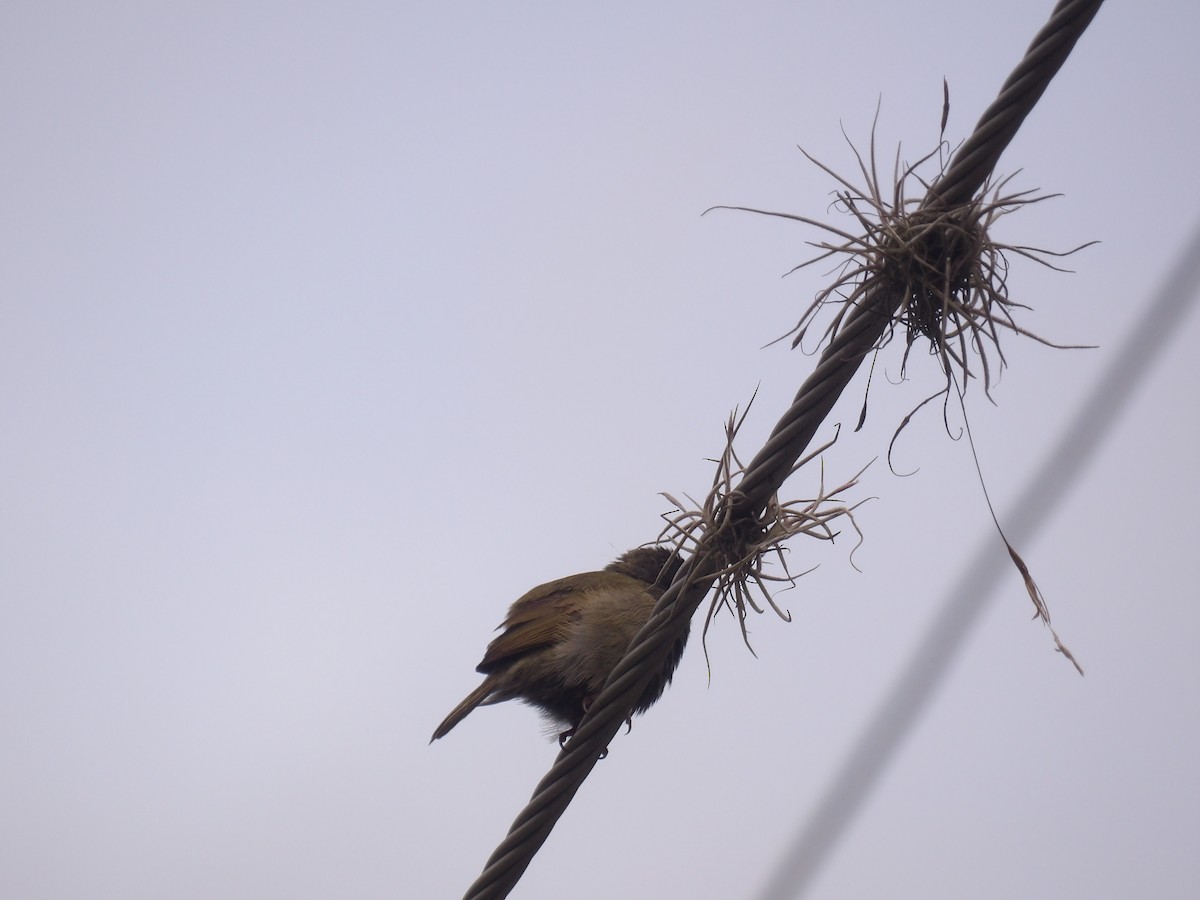 Black-faced Grassquit - ML638300228