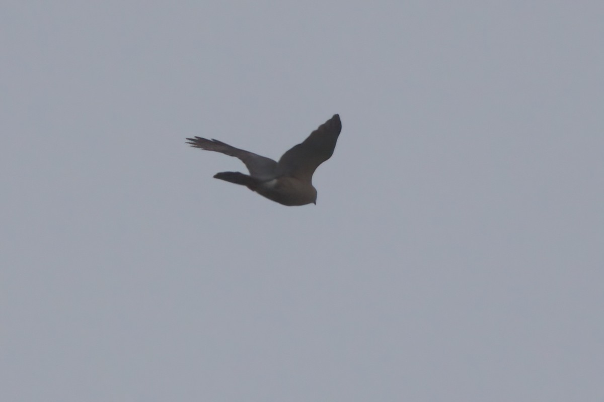 Cooper's Hawk - ML638300230