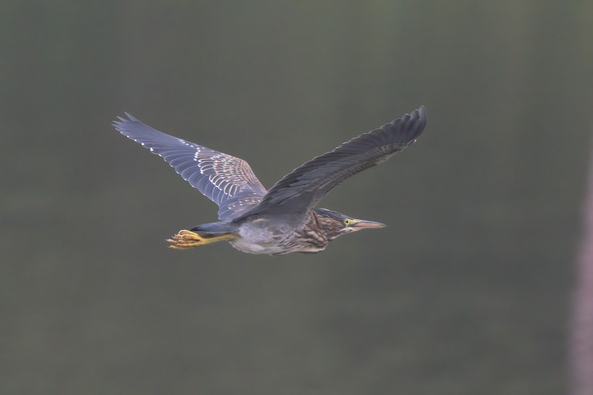 Green Heron - ML638300242