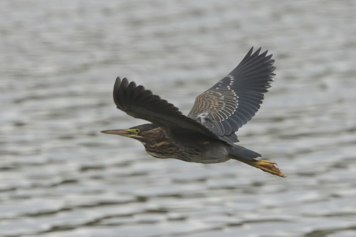Green Heron - ML638300243