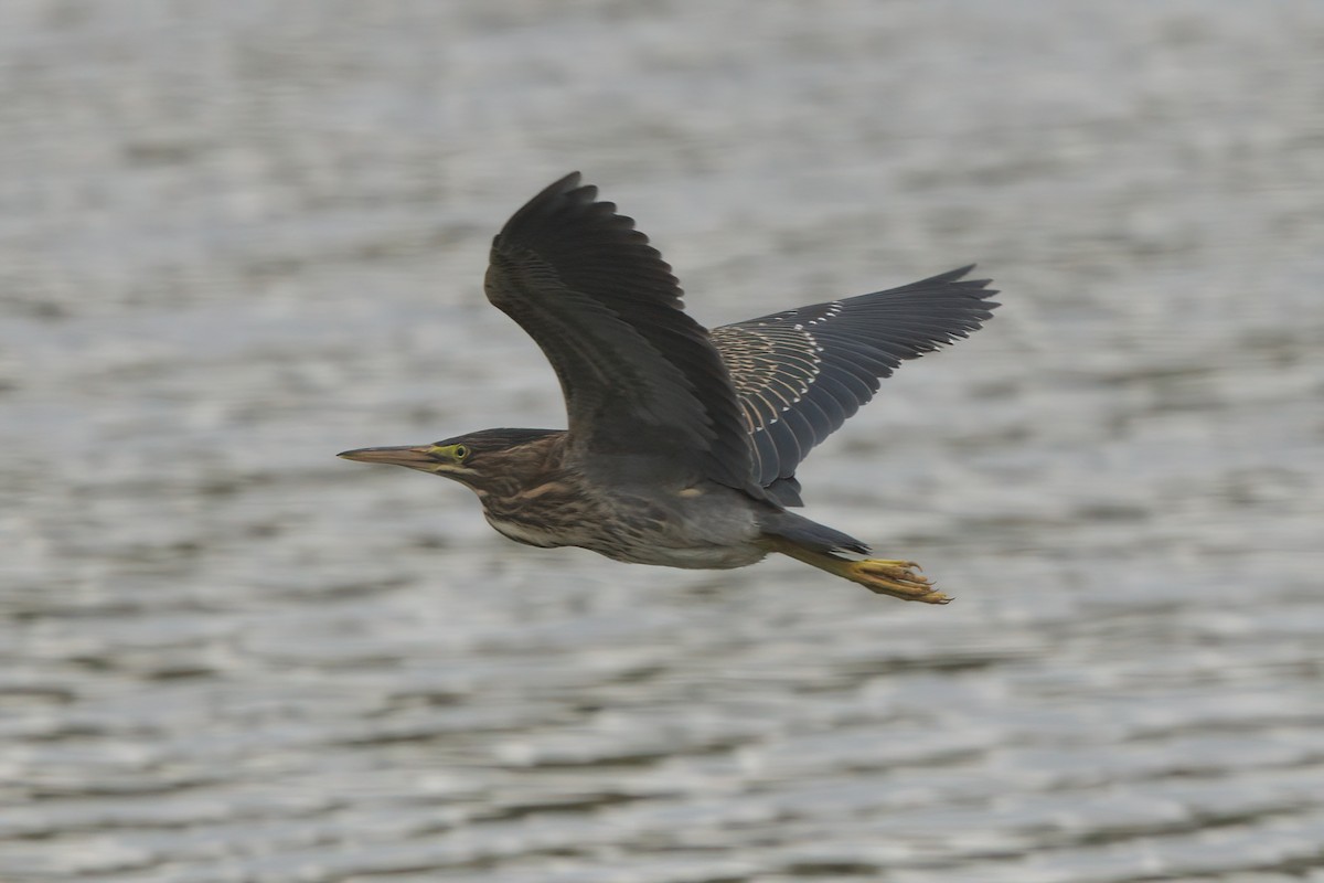 Green Heron - ML638300245
