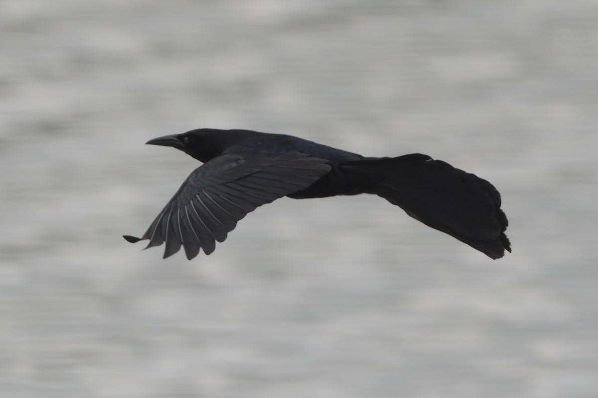 Great-tailed Grackle - ML638300248