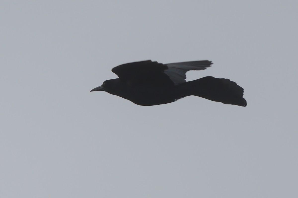 Great-tailed Grackle - ML638300250