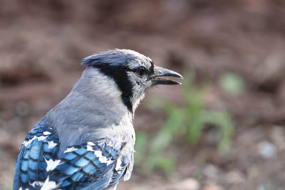 Blue Jay - ML638300253