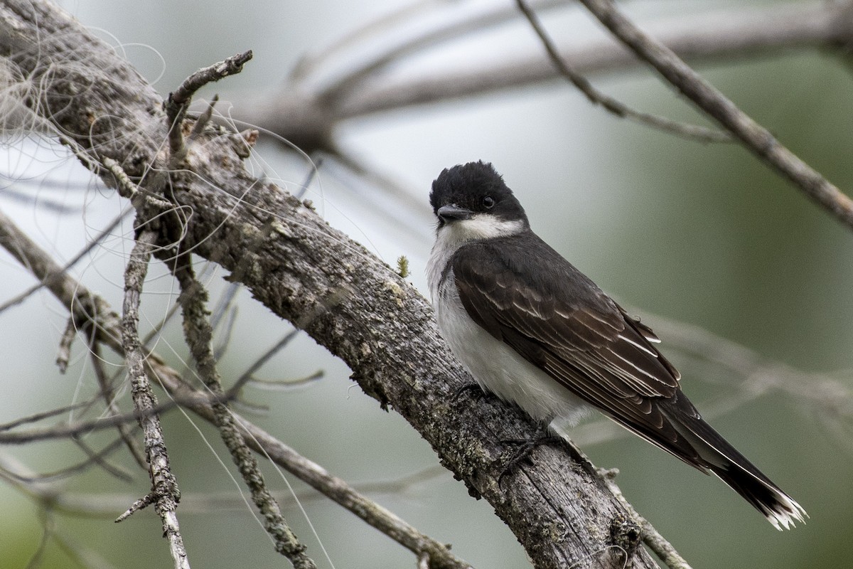 Eastern Kingbird - ML638300256
