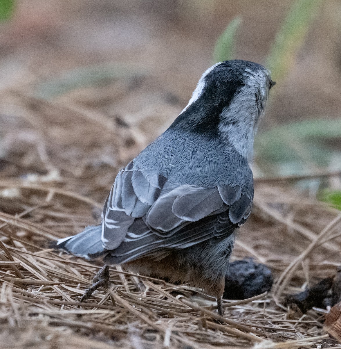 White-breasted Nuthatch - ML638300260