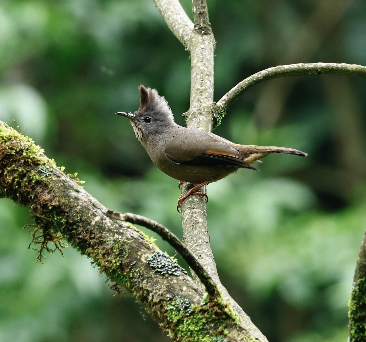 Yuhina Goliestriada - ML638300264