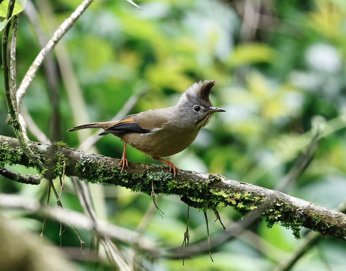 Yuhina Goliestriada - ML638300265