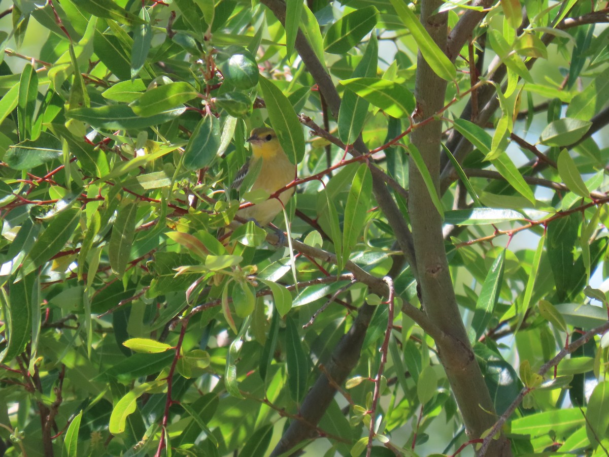 Bullock's Oriole - ML638300273