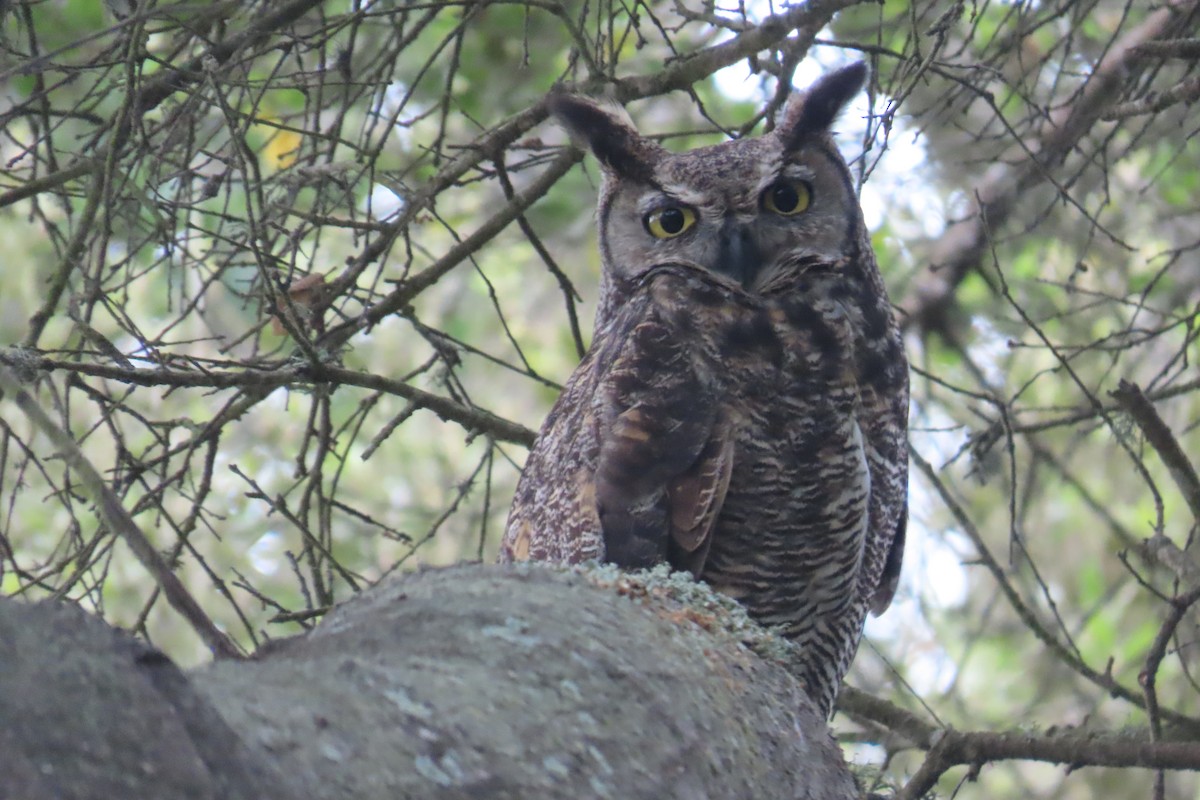 Great Horned Owl - ML638300277