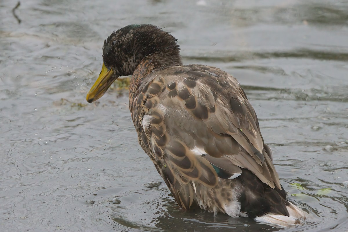 Mallard (Domestic type) - ML638300280