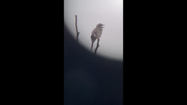 Loggerhead Shrike - ML638300281
