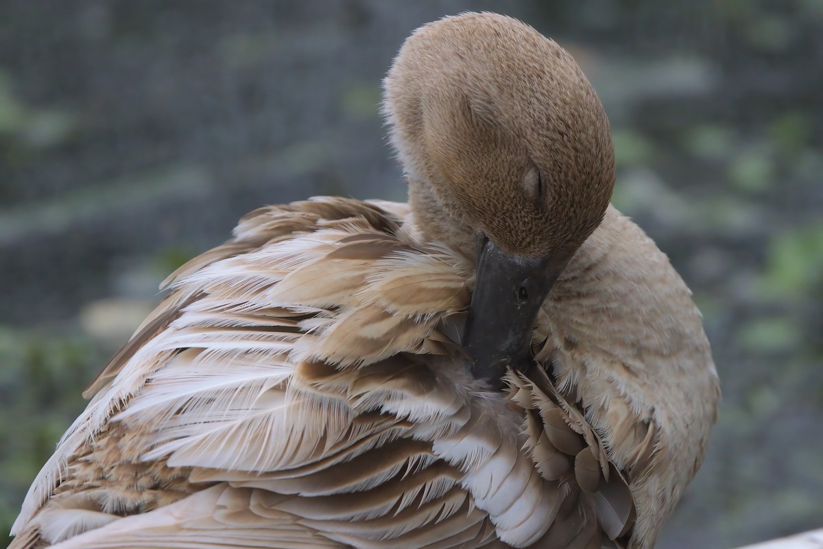 Mallard (Domestic type) - ML638300283