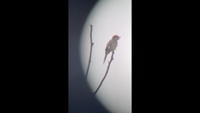 Loggerhead Shrike - ML638300285