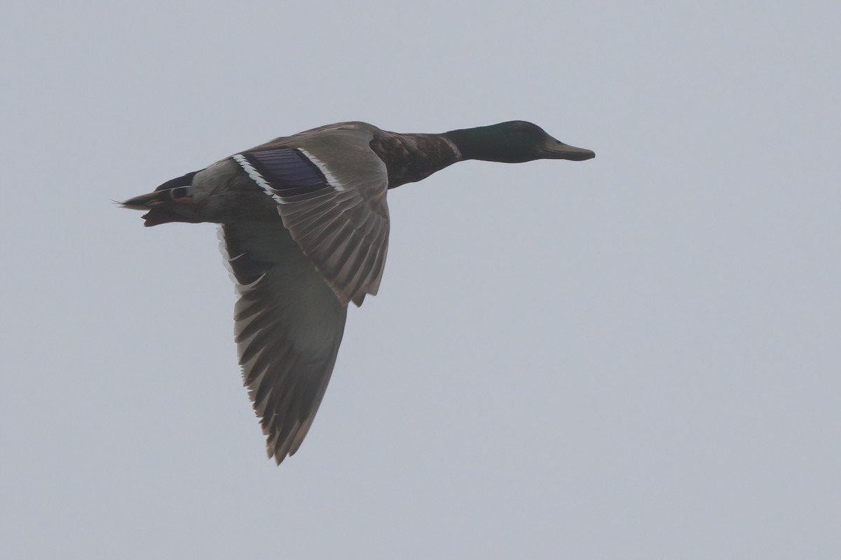 Mallard - ML638300287
