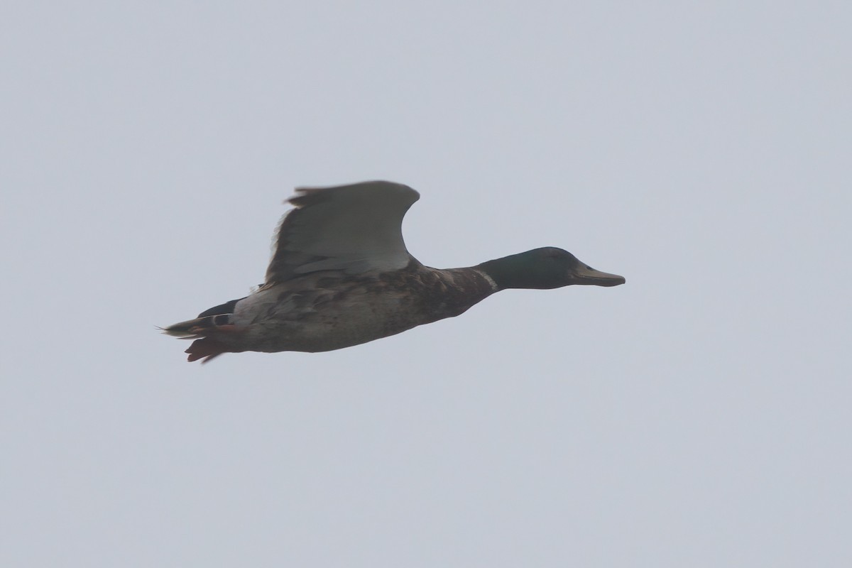 Mallard - ML638300288