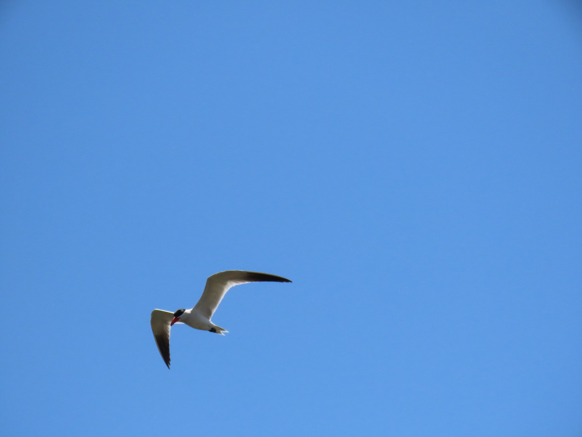Caspian Tern - ML638300294