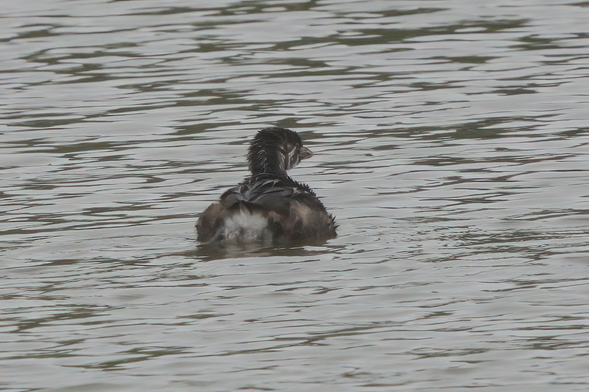 Pied-billed Grebe - ML638300303