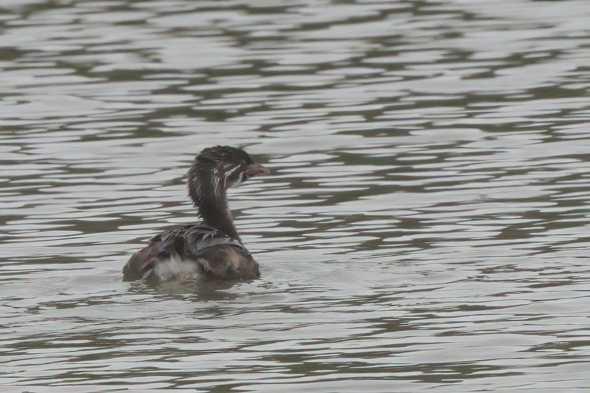 Pied-billed Grebe - ML638300304