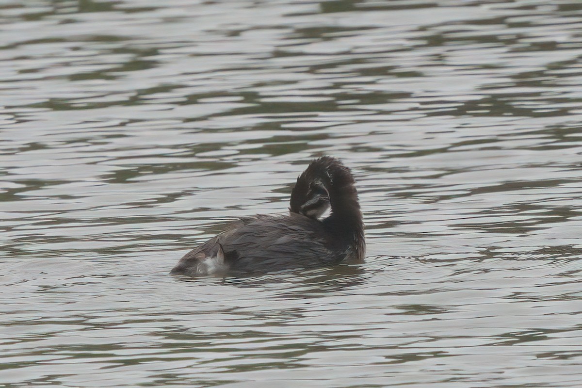 Pied-billed Grebe - ML638300305
