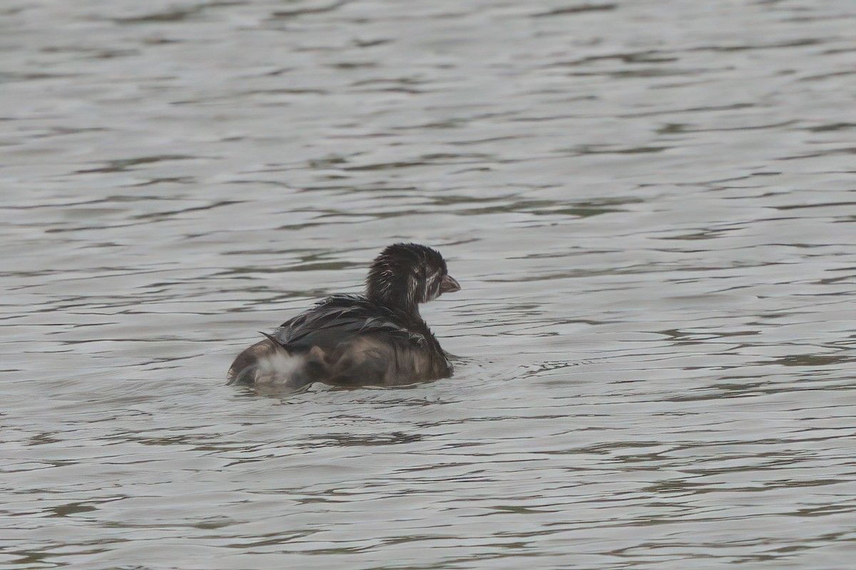 Pied-billed Grebe - ML638300306