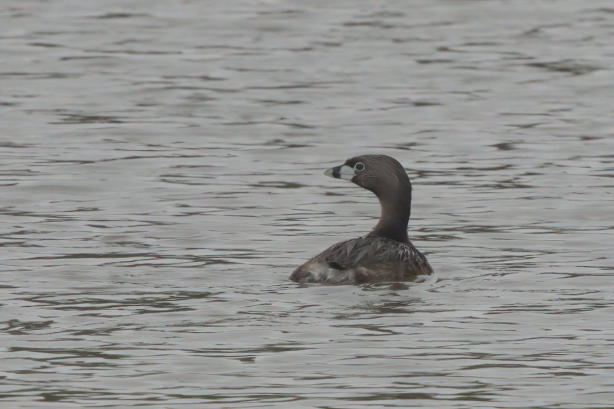 Pied-billed Grebe - ML638300307