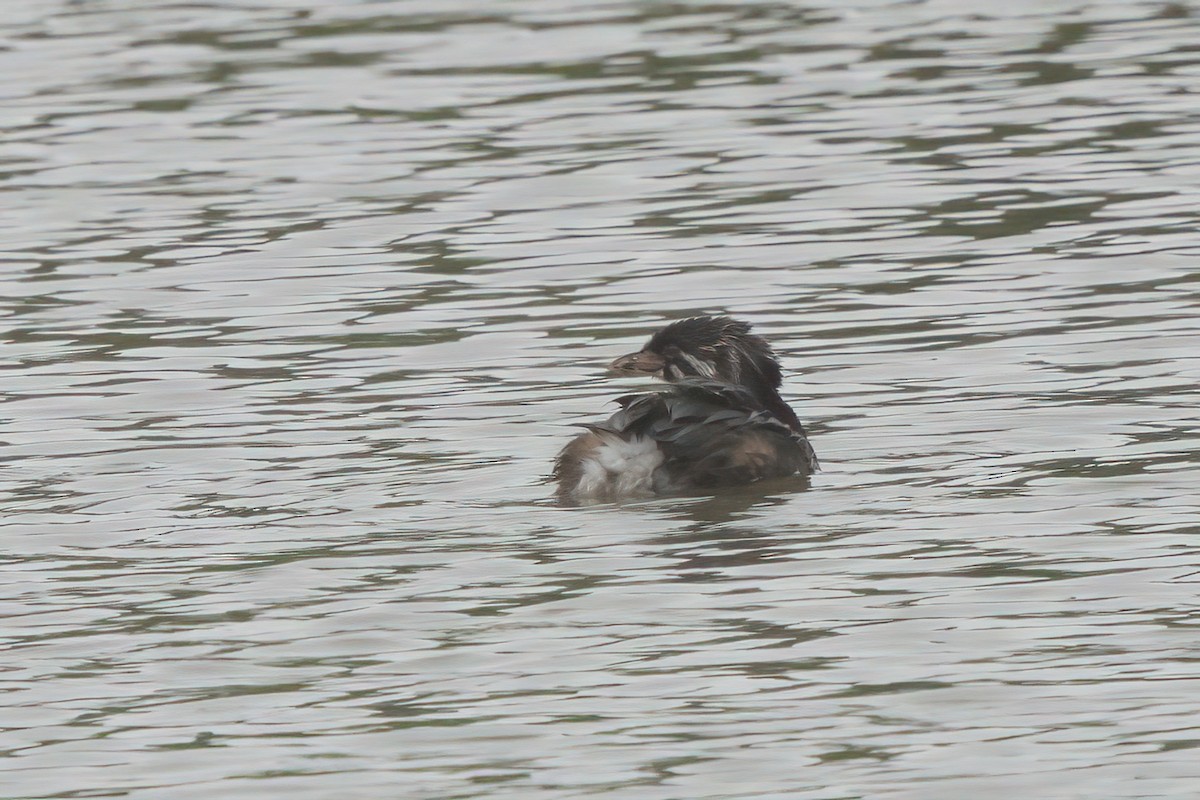 Pied-billed Grebe - ML638300308