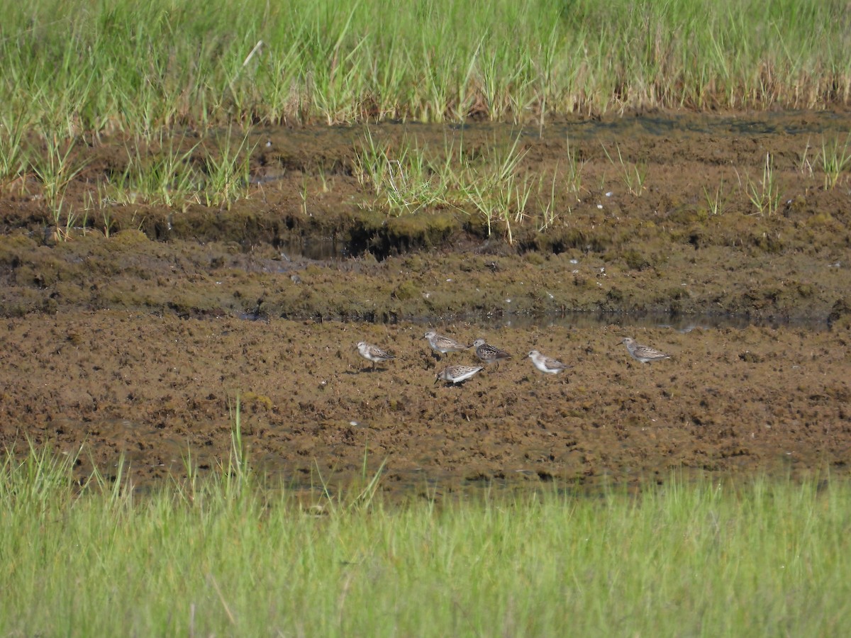 Semipalmated Sandpiper - ML638300310