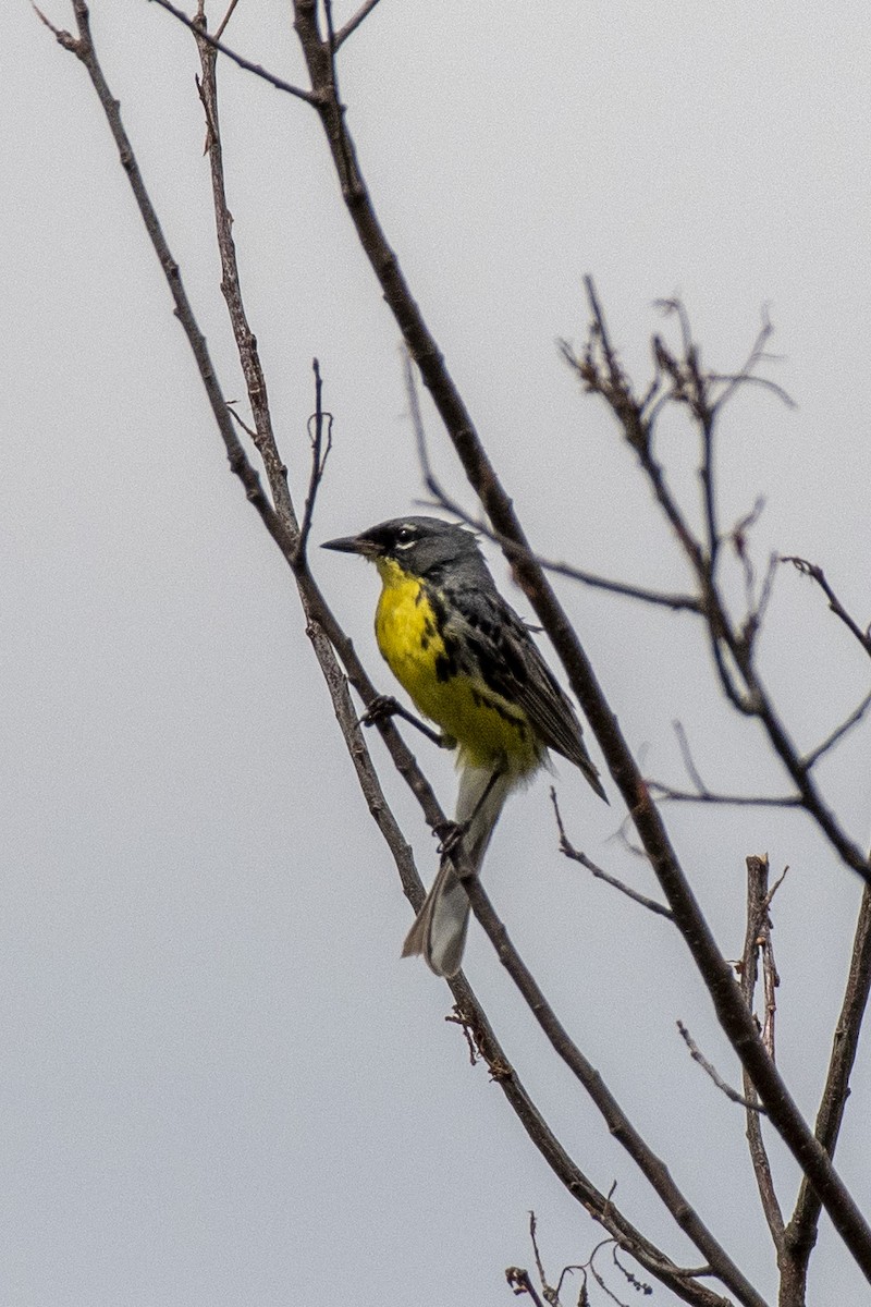 Kirtland's Warbler - ML638300311