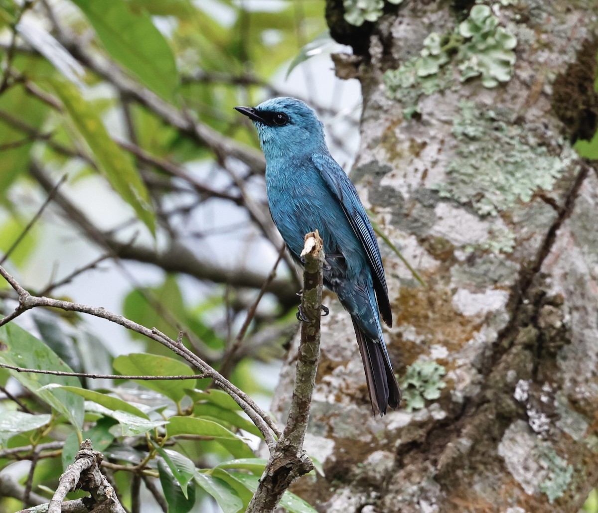 Verditer Flycatcher - ML638300312