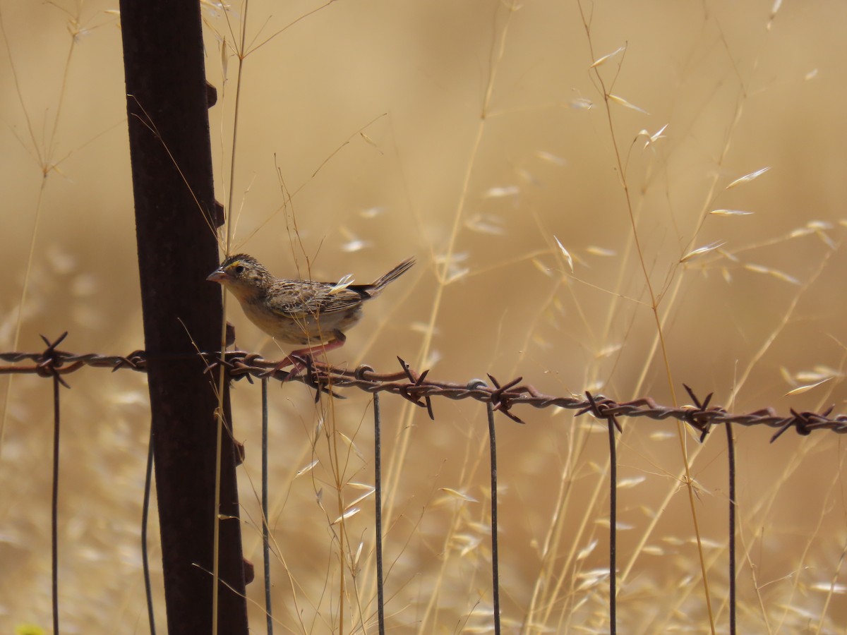 Grasshopper Sparrow - ML638300313