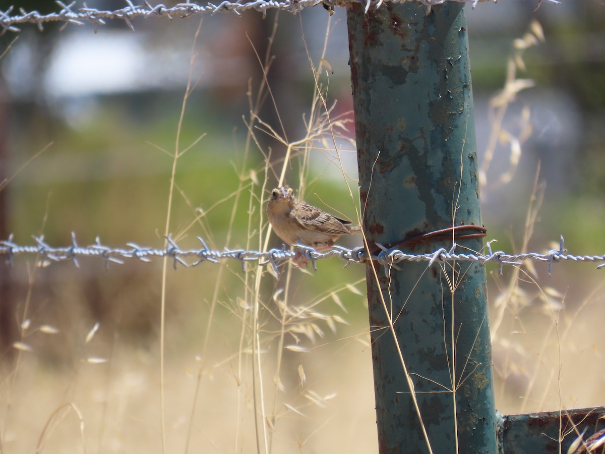 Grasshopper Sparrow - ML638300318