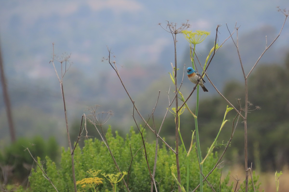 Lazuli Bunting - ML638300319