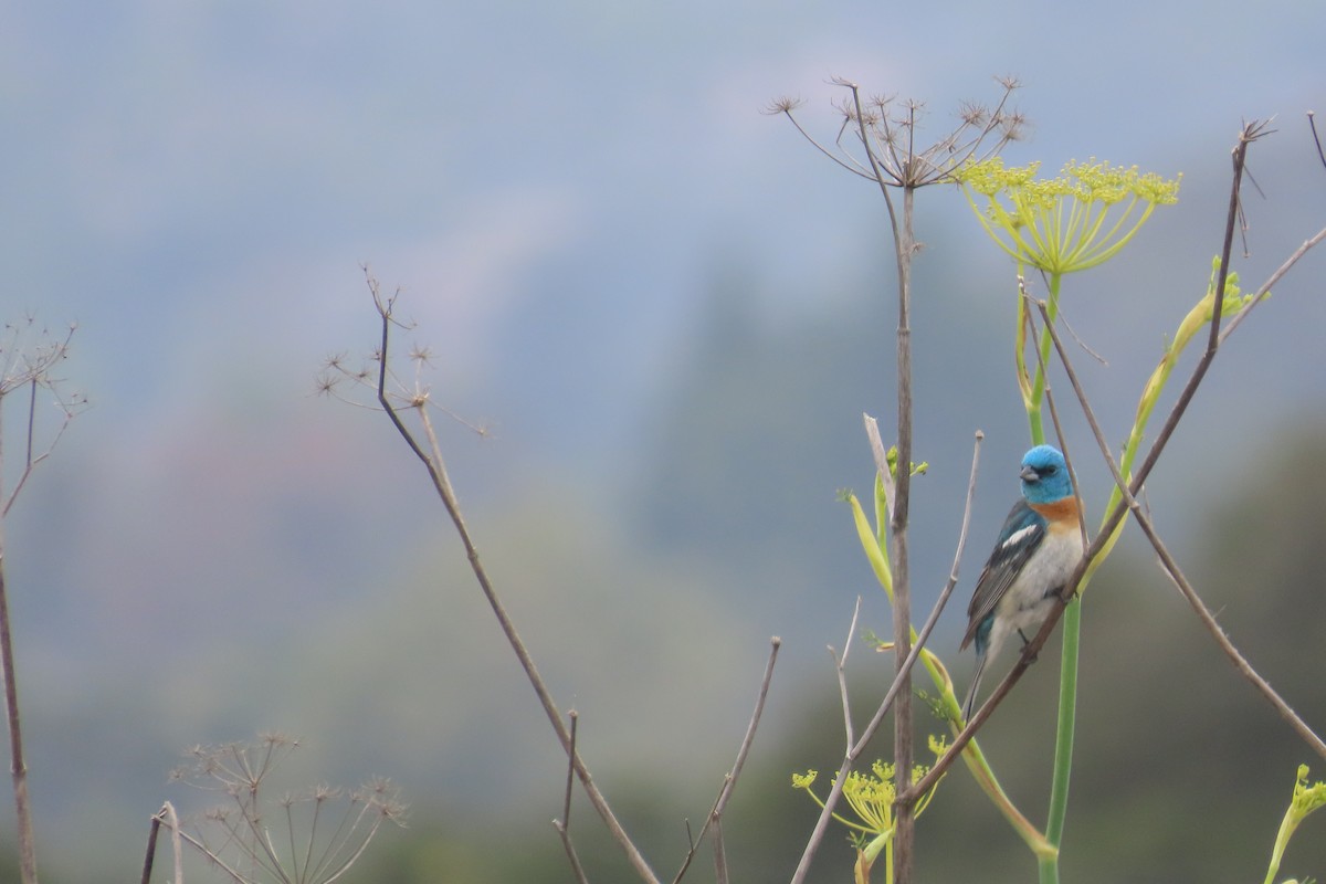 Lazuli Bunting - ML638300320