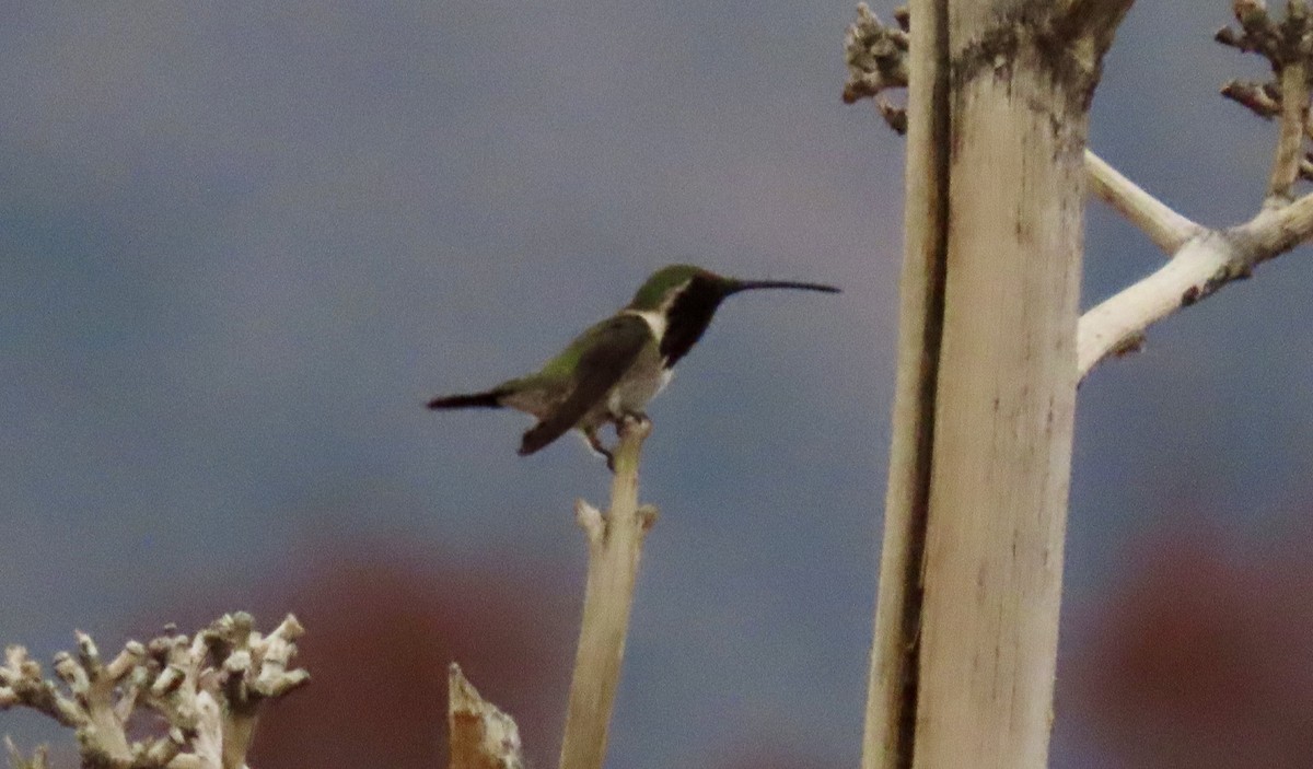 Lucifer Hummingbird - ML638300330