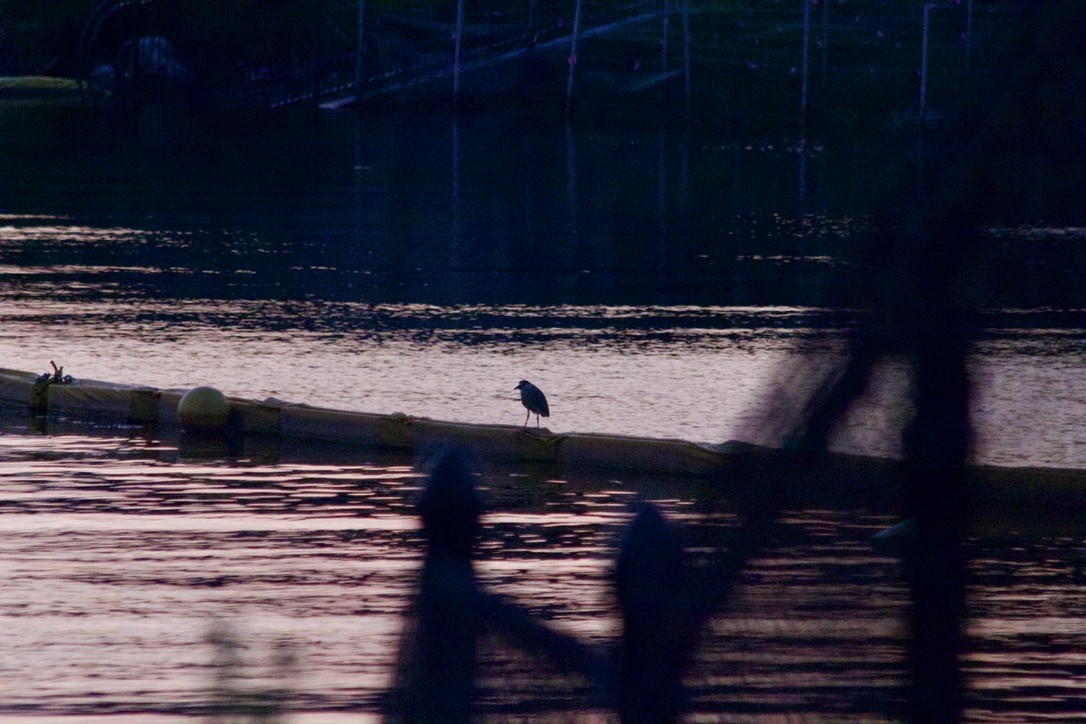 Black-crowned Night Heron - ML638300331