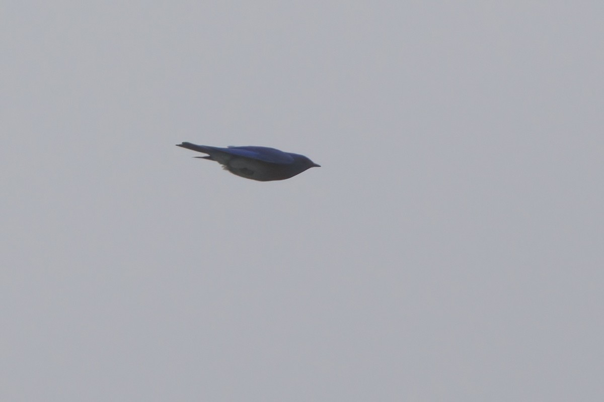 Western Bluebird - ML638300332