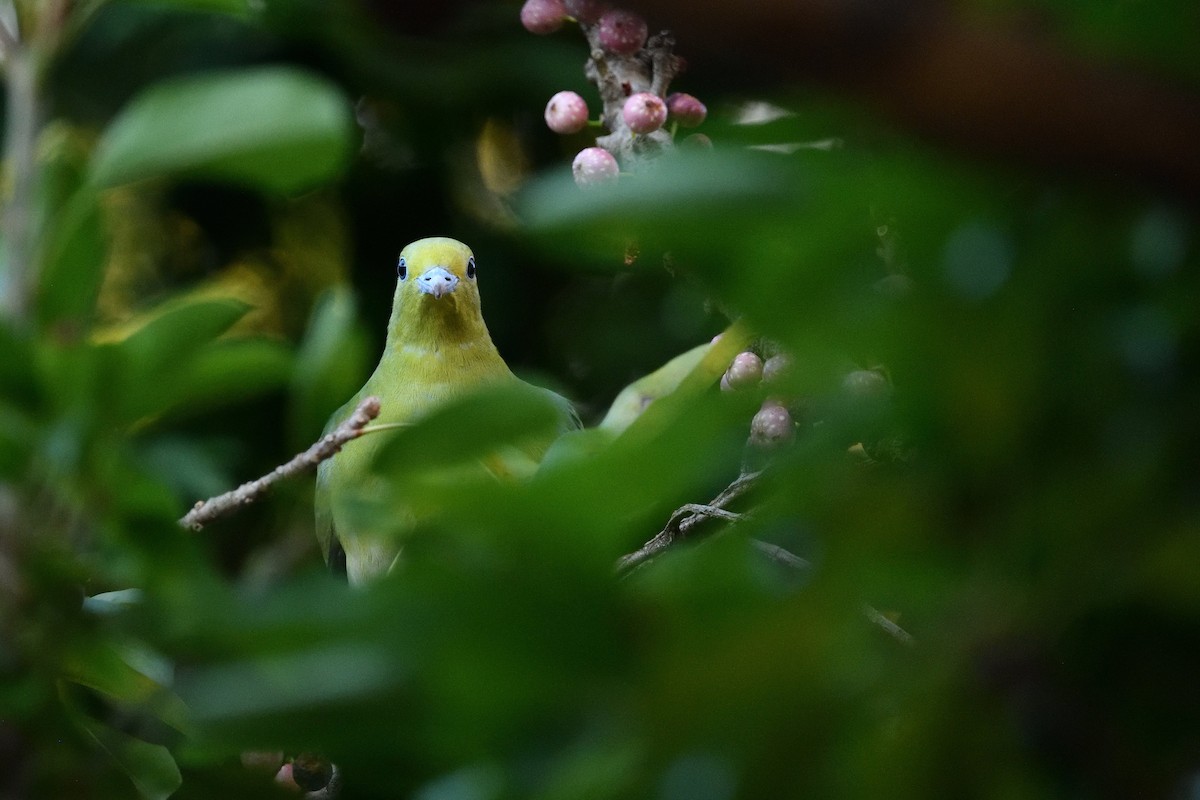 White-bellied Green-Pigeon - ML638300333