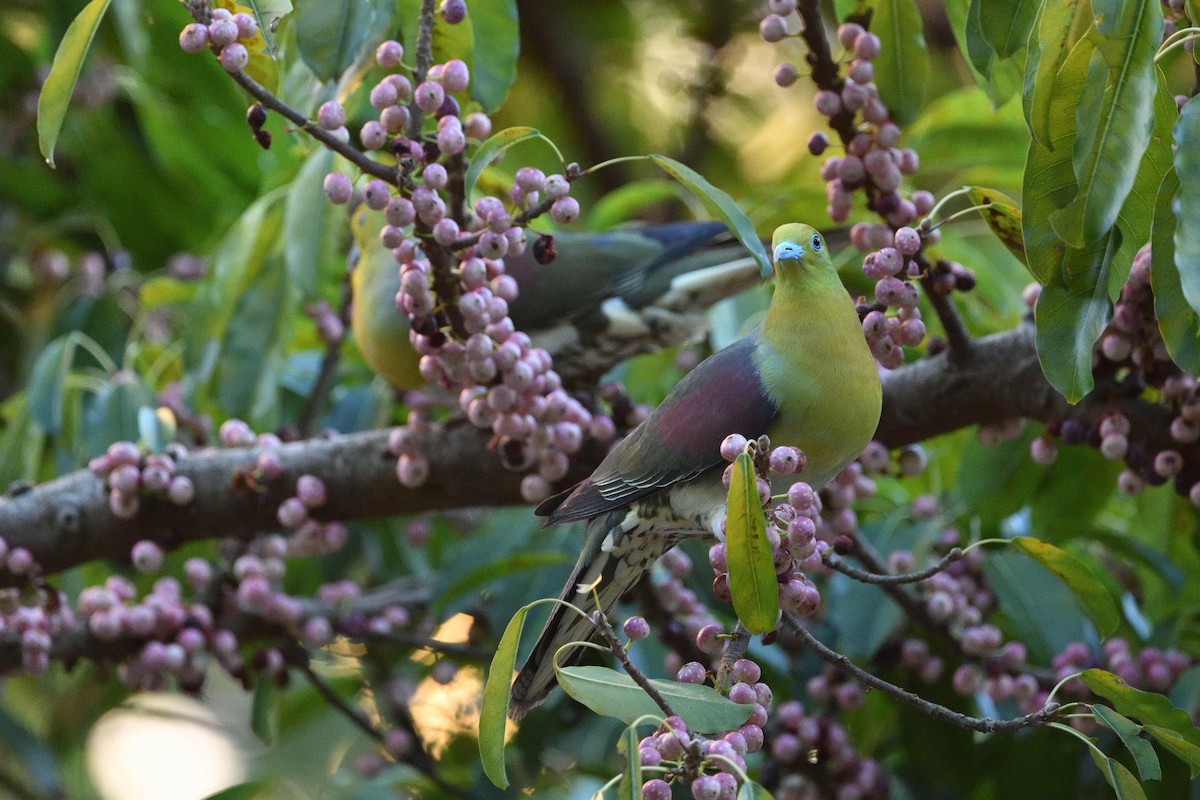 White-bellied Green-Pigeon - ML638300335
