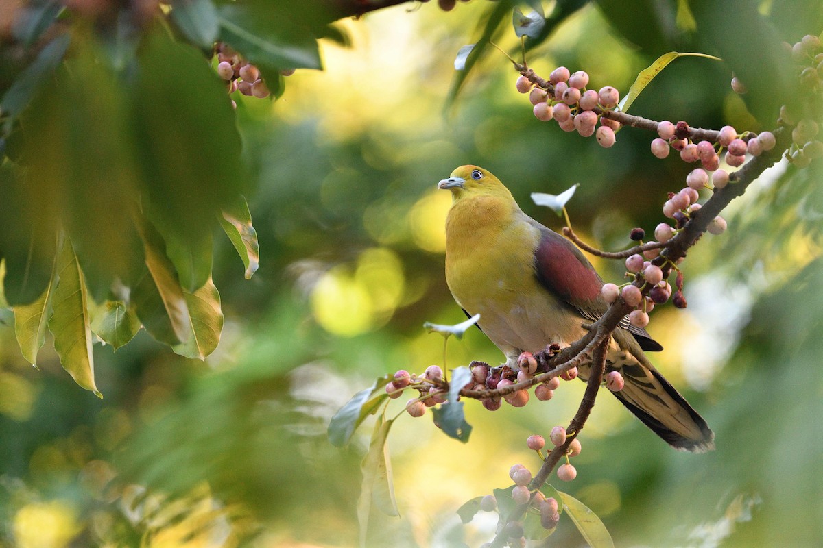 White-bellied Green-Pigeon - ML638300340