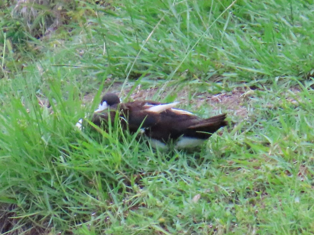 duck sp. - ML638300344