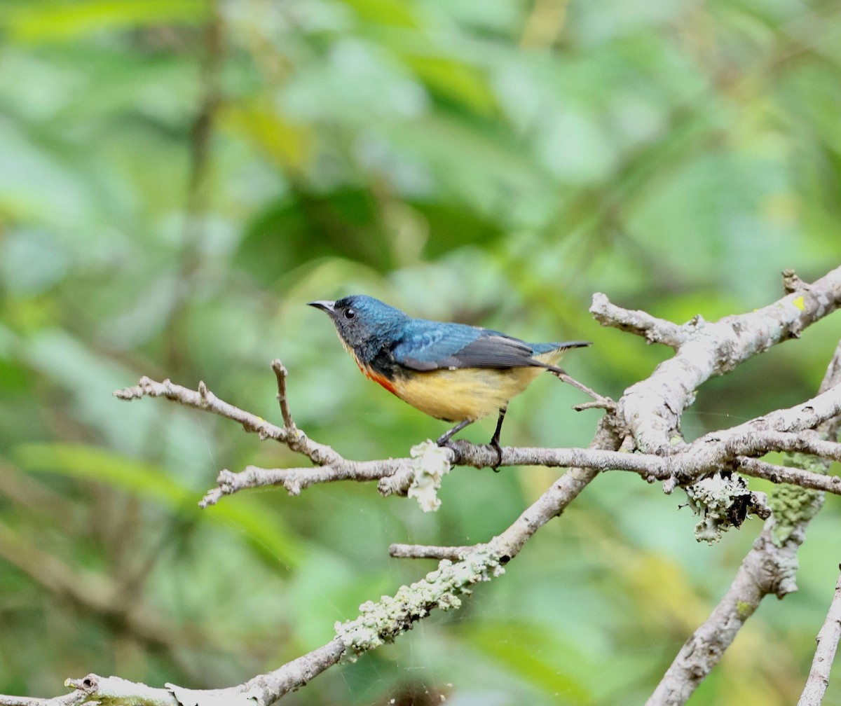 Fire-breasted Flowerpecker - ML638300357