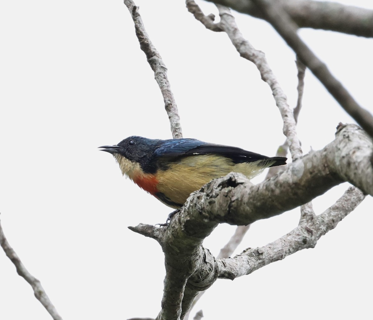 Fire-breasted Flowerpecker - ML638300358