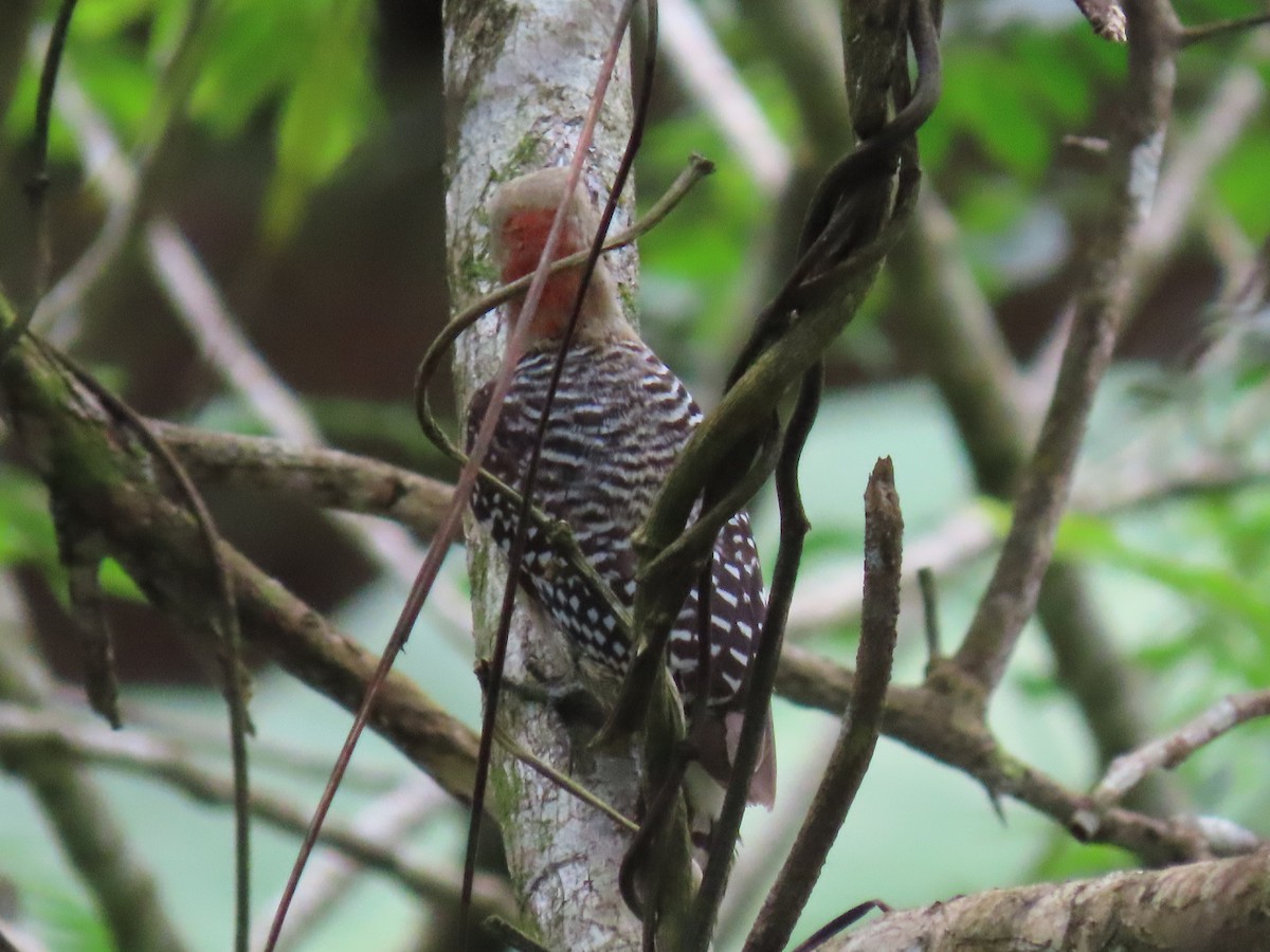 Red-crowned Woodpecker - ML638300367