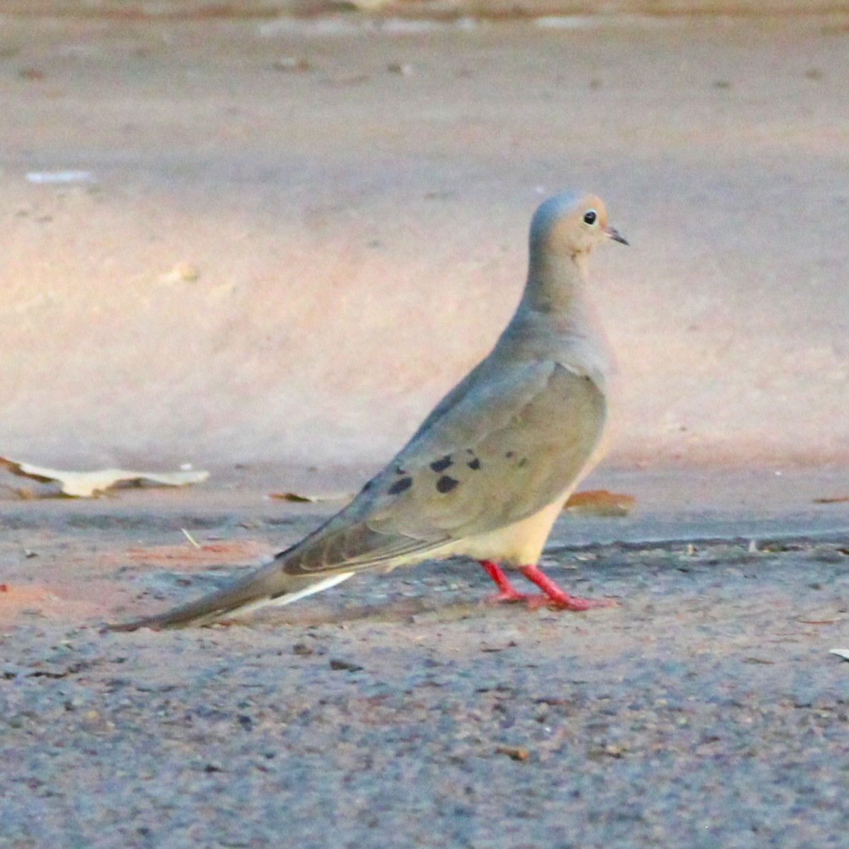 תורית אמריקנית - ML638300372